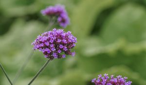 Preview wallpaper verbena, inflorescence, flowers, purple