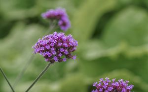 Preview wallpaper verbena, inflorescence, flowers, purple