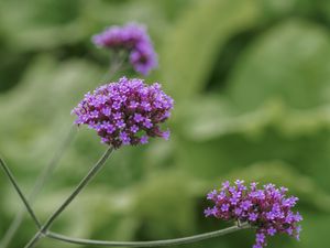 Preview wallpaper verbena, inflorescence, flowers, purple