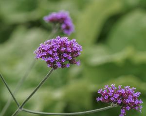 Preview wallpaper verbena, inflorescence, flowers, purple