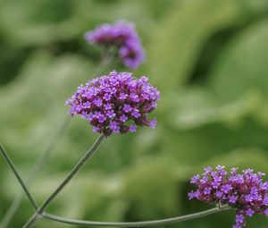 Preview wallpaper verbena, inflorescence, flowers, purple