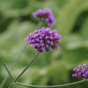 Preview wallpaper verbena, inflorescence, flowers, purple