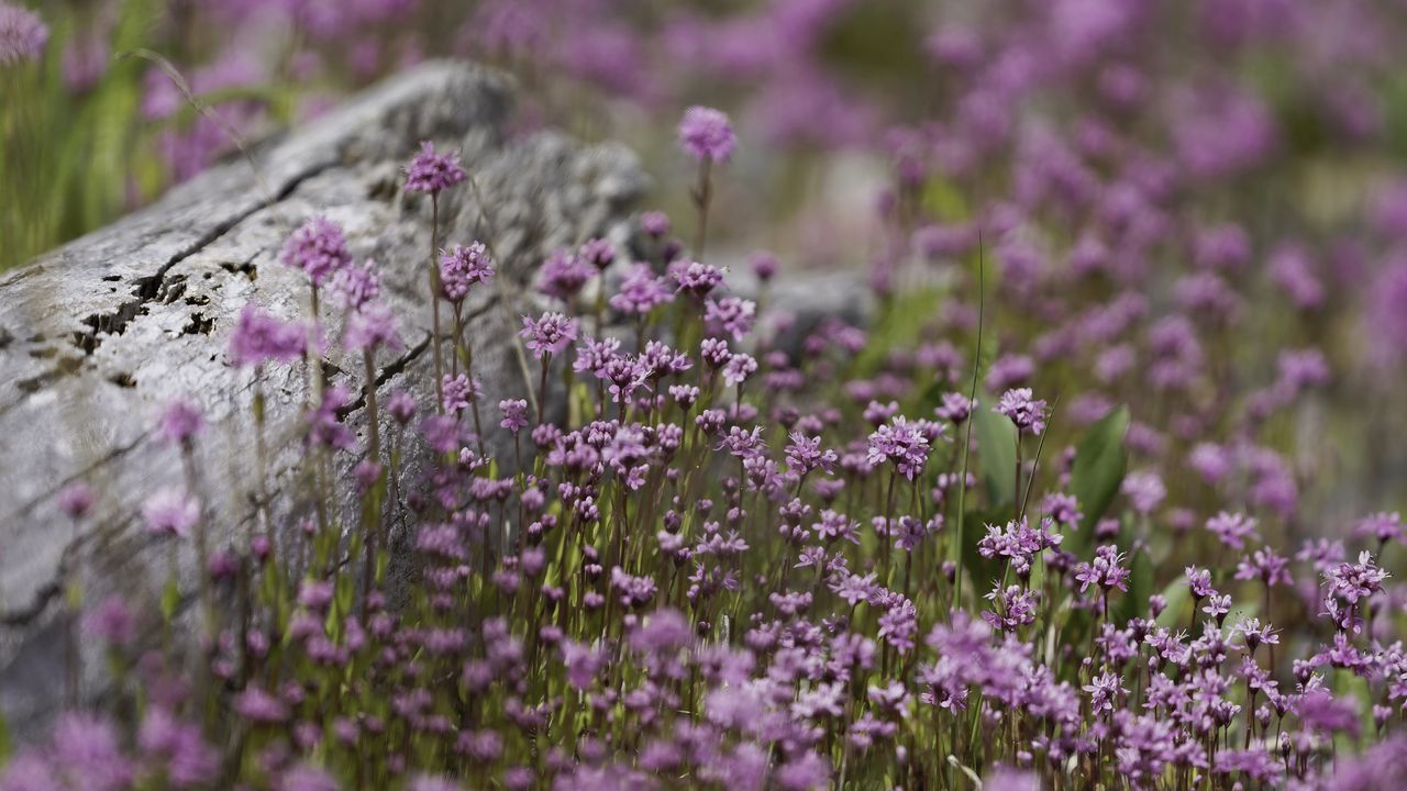 Wallpaper verbena, inflorescence, flowers, purple, blur