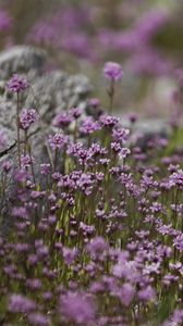 Preview wallpaper verbena, inflorescence, flowers, purple, blur