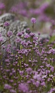 Preview wallpaper verbena, inflorescence, flowers, purple, blur