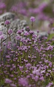 Preview wallpaper verbena, inflorescence, flowers, purple, blur