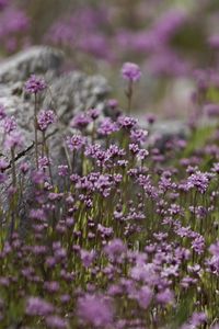 Preview wallpaper verbena, inflorescence, flowers, purple, blur