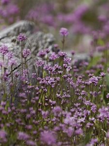 Preview wallpaper verbena, inflorescence, flowers, purple, blur