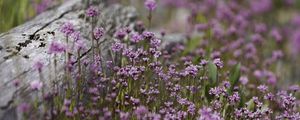 Preview wallpaper verbena, inflorescence, flowers, purple, blur