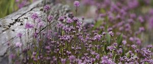 Preview wallpaper verbena, inflorescence, flowers, purple, blur