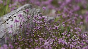 Preview wallpaper verbena, inflorescence, flowers, purple, blur