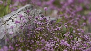 Preview wallpaper verbena, inflorescence, flowers, purple, blur