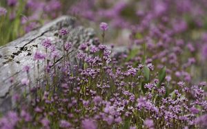 Preview wallpaper verbena, inflorescence, flowers, purple, blur