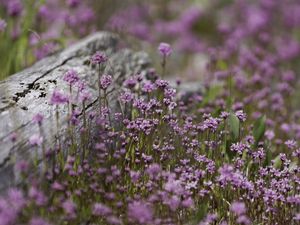 Preview wallpaper verbena, inflorescence, flowers, purple, blur