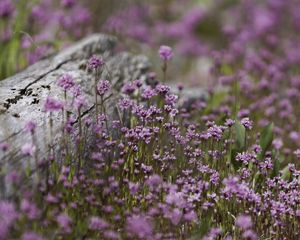 Preview wallpaper verbena, inflorescence, flowers, purple, blur