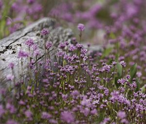 Preview wallpaper verbena, inflorescence, flowers, purple, blur