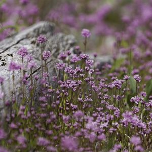 Preview wallpaper verbena, inflorescence, flowers, purple, blur