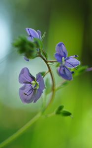 Preview wallpaper veronica chamaedrys, flowers, petals, purple, blur