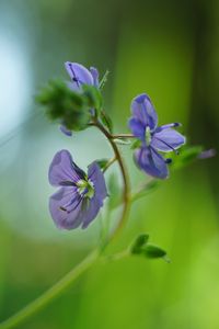 Preview wallpaper veronica chamaedrys, flowers, petals, purple, blur