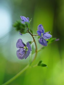 Preview wallpaper veronica chamaedrys, flowers, petals, purple, blur