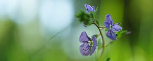 Preview wallpaper veronica chamaedrys, flowers, petals, purple, blur