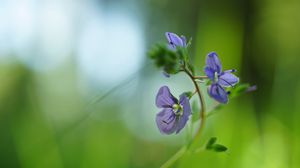 Preview wallpaper veronica chamaedrys, flowers, petals, purple, blur