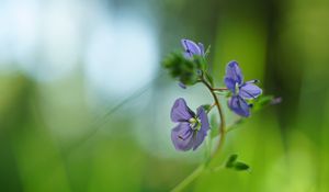 Preview wallpaper veronica chamaedrys, flowers, petals, purple, blur