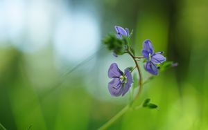 Preview wallpaper veronica chamaedrys, flowers, petals, purple, blur