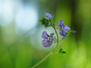 Preview wallpaper veronica chamaedrys, flowers, petals, purple, blur