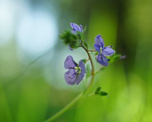 Preview wallpaper veronica chamaedrys, flowers, petals, purple, blur