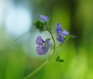 Preview wallpaper veronica chamaedrys, flowers, petals, purple, blur