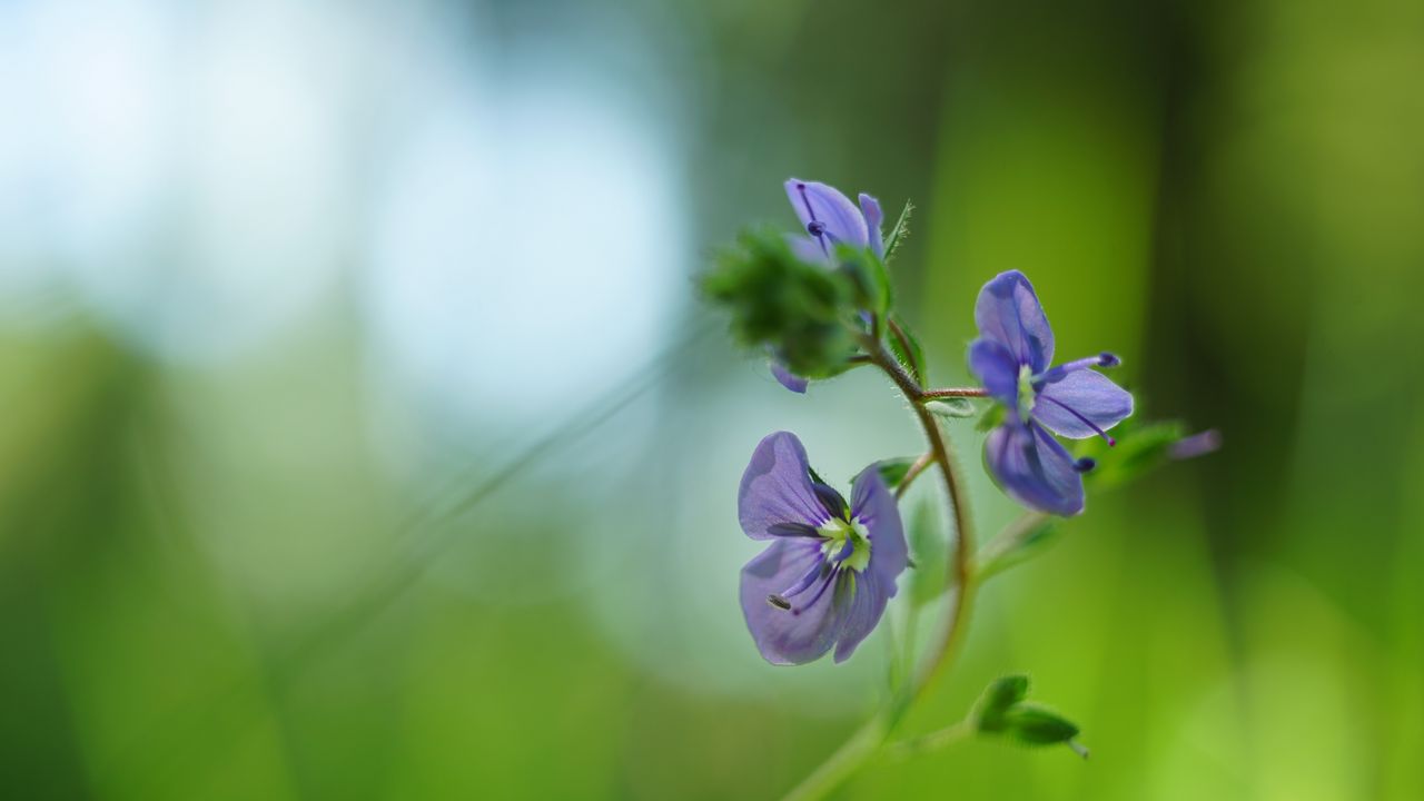 Wallpaper veronica chamaedrys, flowers, petals, blur, purple