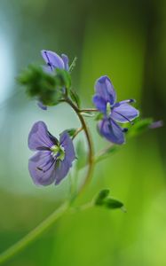 Preview wallpaper veronica chamaedrys, flowers, petals, blur, purple