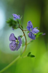 Preview wallpaper veronica chamaedrys, flowers, petals, blur, purple