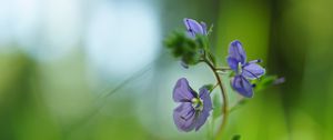 Preview wallpaper veronica chamaedrys, flowers, petals, blur, purple