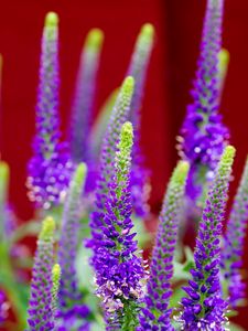 Preview wallpaper veronica, flowers, inflorescence, purple, blur