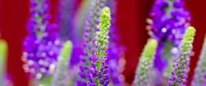 Preview wallpaper veronica, flowers, inflorescence, purple, blur