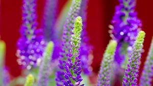 Preview wallpaper veronica, flowers, inflorescence, purple, blur