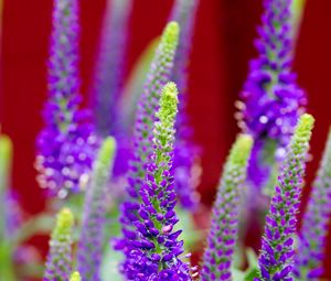 Preview wallpaper veronica, flowers, inflorescence, purple, blur