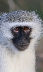 Preview wallpaper vervet monkey, monkey, animal, wildlife