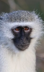 Preview wallpaper vervet monkey, monkey, animal, wildlife