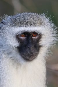 Preview wallpaper vervet monkey, monkey, animal, wildlife