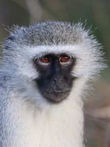 Preview wallpaper vervet monkey, monkey, animal, wildlife