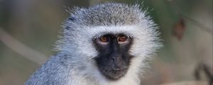 Preview wallpaper vervet monkey, monkey, animal, wildlife