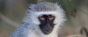 Preview wallpaper vervet monkey, monkey, animal, wildlife