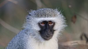 Preview wallpaper vervet monkey, monkey, animal, wildlife