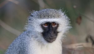 Preview wallpaper vervet monkey, monkey, animal, wildlife
