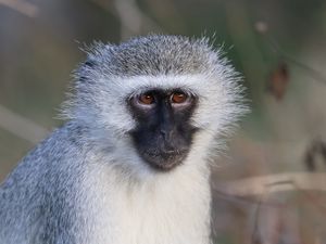 Preview wallpaper vervet monkey, monkey, animal, wildlife