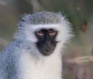 Preview wallpaper vervet monkey, monkey, animal, wildlife