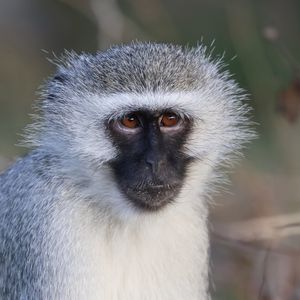 Preview wallpaper vervet monkey, monkey, animal, wildlife